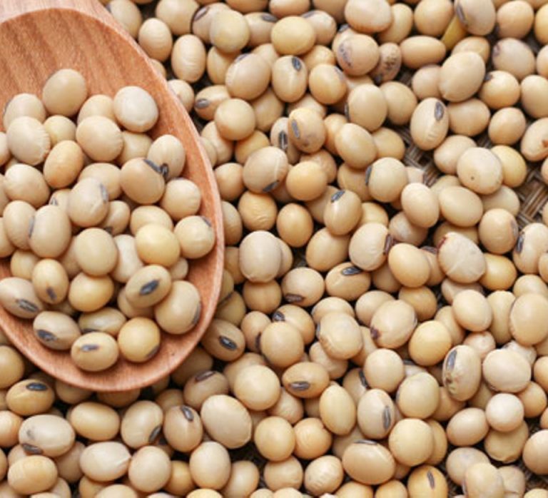 Soya-bean-seeds