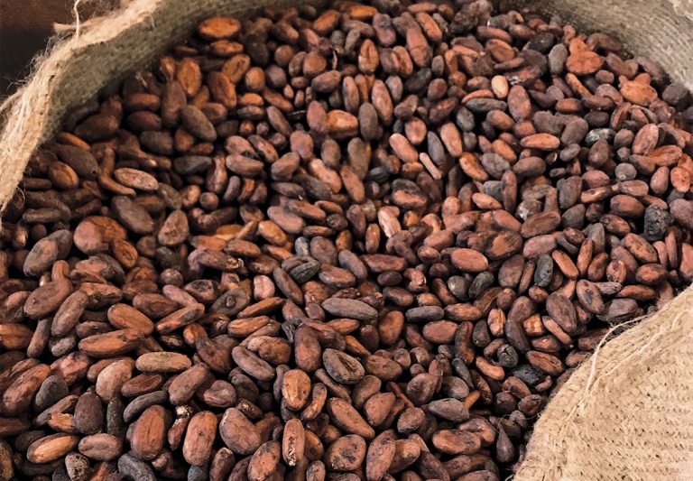 cocoa-beans